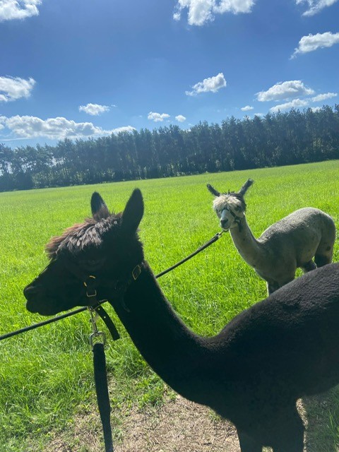 Alpacas.jpg
